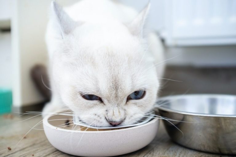 Comment fabriquer de la nourriture pour chats à la maison ?